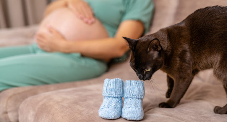 Katt som lukter på babytøfler