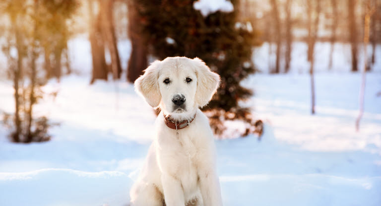 Golden retrievervalp som sitter i snøen