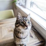 Katt sitter på kjøkkenbordet