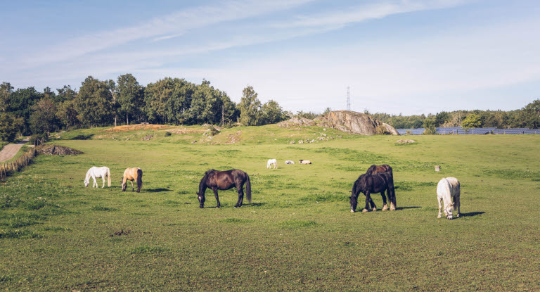 Hester på beite
