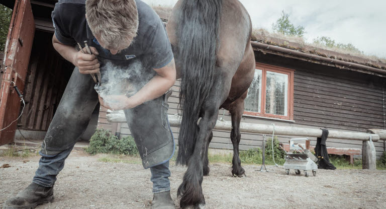 Hovslager Aksel Vibe skor en hest