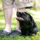 Sort hund som ligger i gressev ved siden av en persons ben