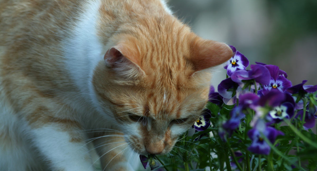 Farlige planter katten Agria Dyreforsikring