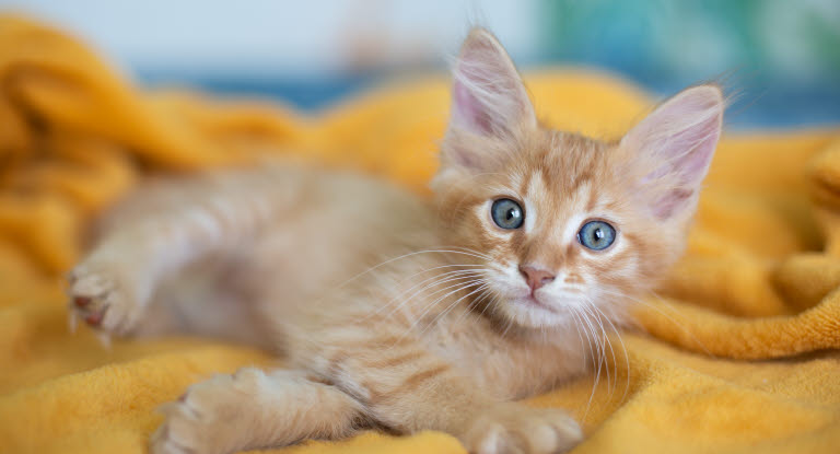 Orange kattunge som ligger på et gult teppe