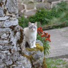Hvit og grå katt sitter på en stein utendørs på sommertids