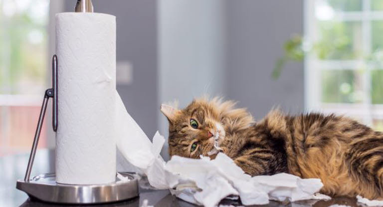 Katt leker