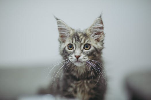 Maine coon-kattunge.