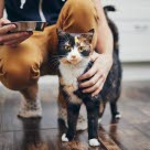 Eier som sitter på huk med matskål ved siden av en tricolor-katt