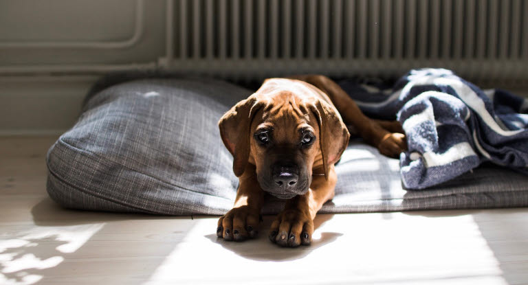 Rhodesian ridgeback valp ligger alene i hundesengen sin