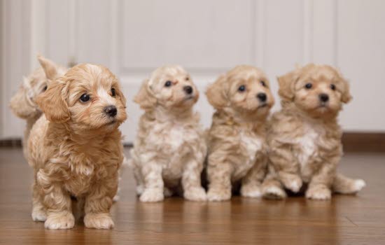 Fem krøllete valper