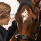 Sårskader hos hest er relativt vanlig.