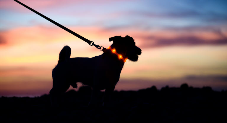 Hund med lysehalsbånd
