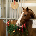 Hest i stallen