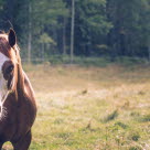 Hest på beite