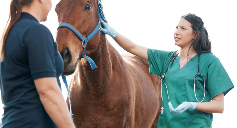 Hest som blir undersøkt av veterinær