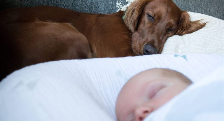 Hund og baby som sover