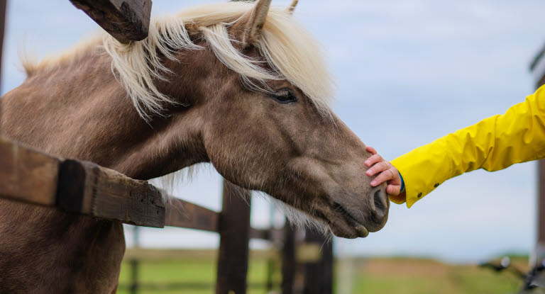 En hånd som klapper en hest