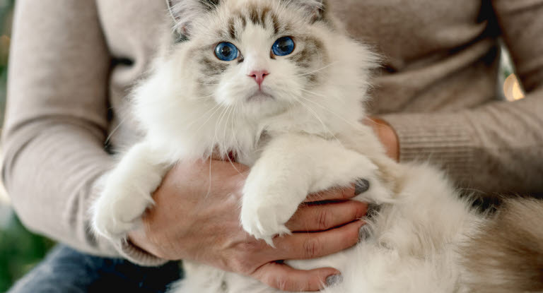 Ragdoll-katt som sitter på fanget