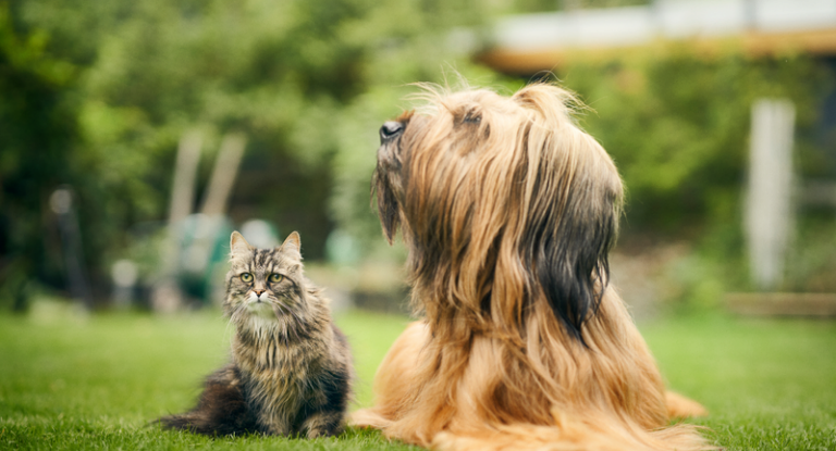 Agria och SLU oppretter det Stora forskningspriset i veterinærmedisin.