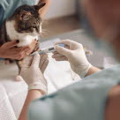 Veterinær måler temperatur på katt