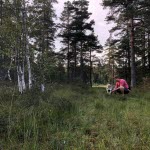 Siberian husky og eier på tur i skogen