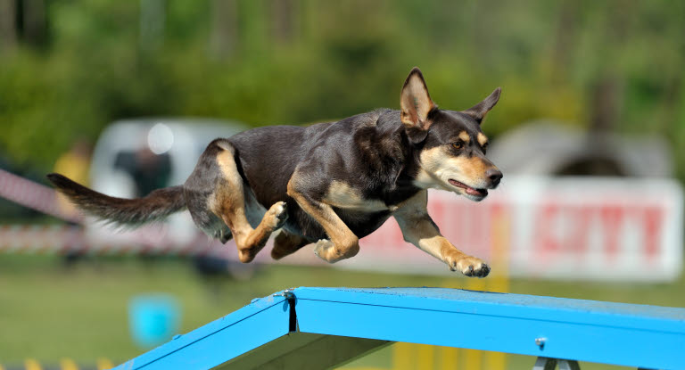 Hund på en agility-bro