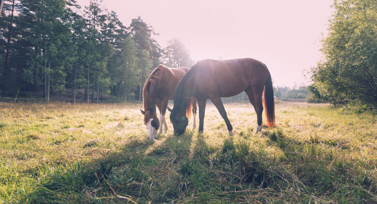 Hester gresser ute på sommerbeite