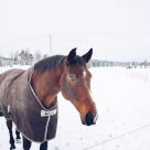 Hest med dekken i vinterlandskap