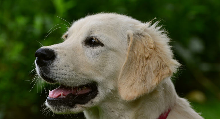 Golden retriever-valp utendørs