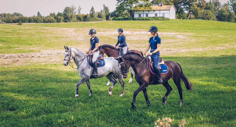 3 hester rir på tur over en grønn eng
