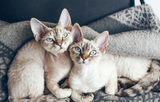 To devon rex katter som ligger i en katteseng