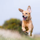 Hund som løper ute på gresset