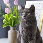 Katt sitter på en TV-benk ved siden av tulipaner