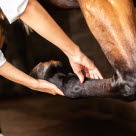 Veterinær som undersøker hestens ben