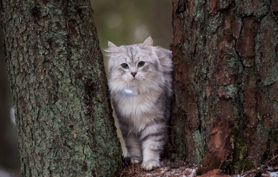 Katt som står mellom to trær.