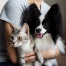 Katt og hund som blir holdt av en person