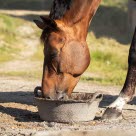Menneske klapper hest