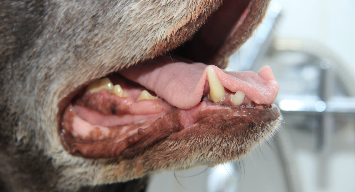 Tegn på i munnen - Agria Dyreforsikring