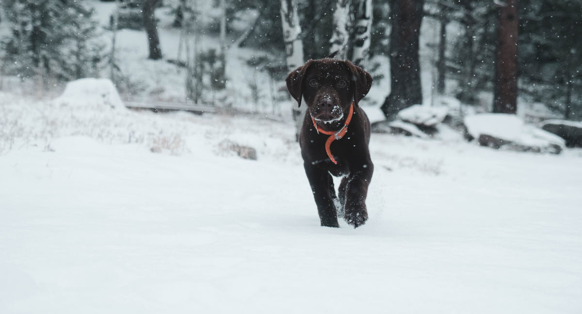 Chip Aktiv orientering Pass på hundens poter i vinter - Agria Dyreforsikring