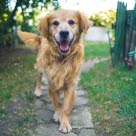 Golden retriever går ute