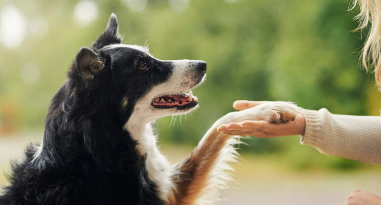 Border collie som gir labb til en dame.