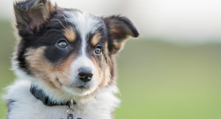 Border collie-valp