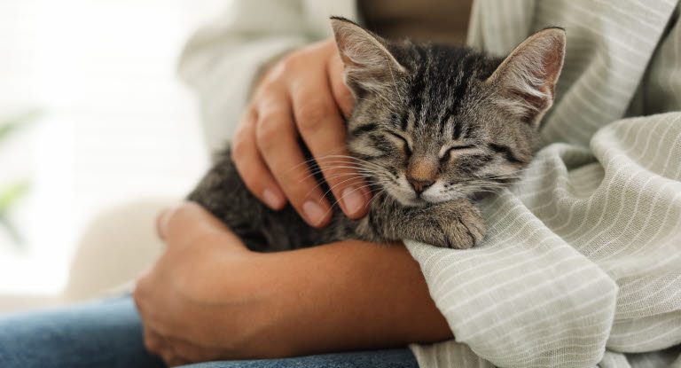 Kattunge som sover på fanget