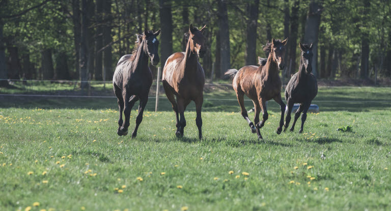 Hester i full gallopp på sommerbeite