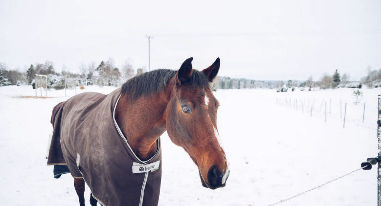 Hest med dekken i vinterlandskap