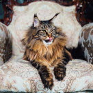 Katt som ligger i en lenestol