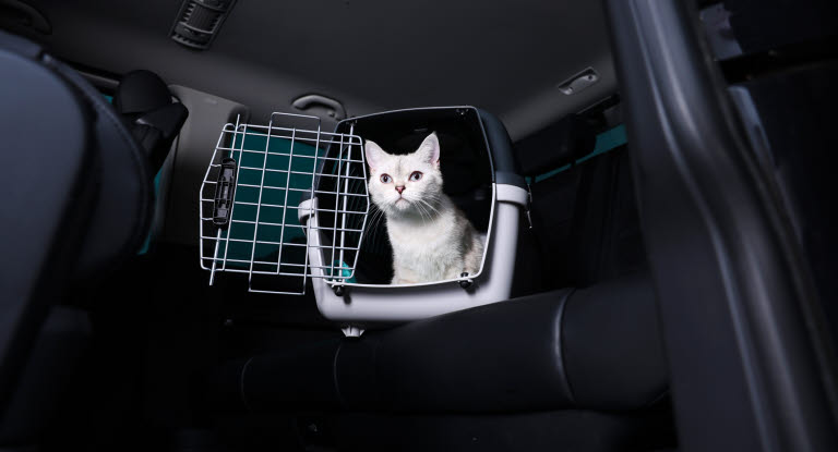 Katt i transportbur i bil