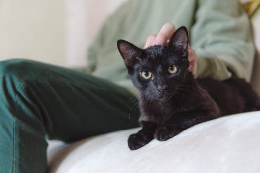 Sort katt som ligger ved siden av en person som sitter i en sofa