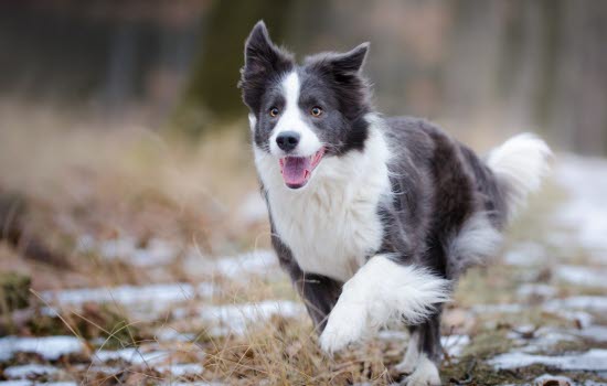 Hund løper i snøen