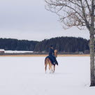 Hest og rytter på ridetur i vinterlandskap